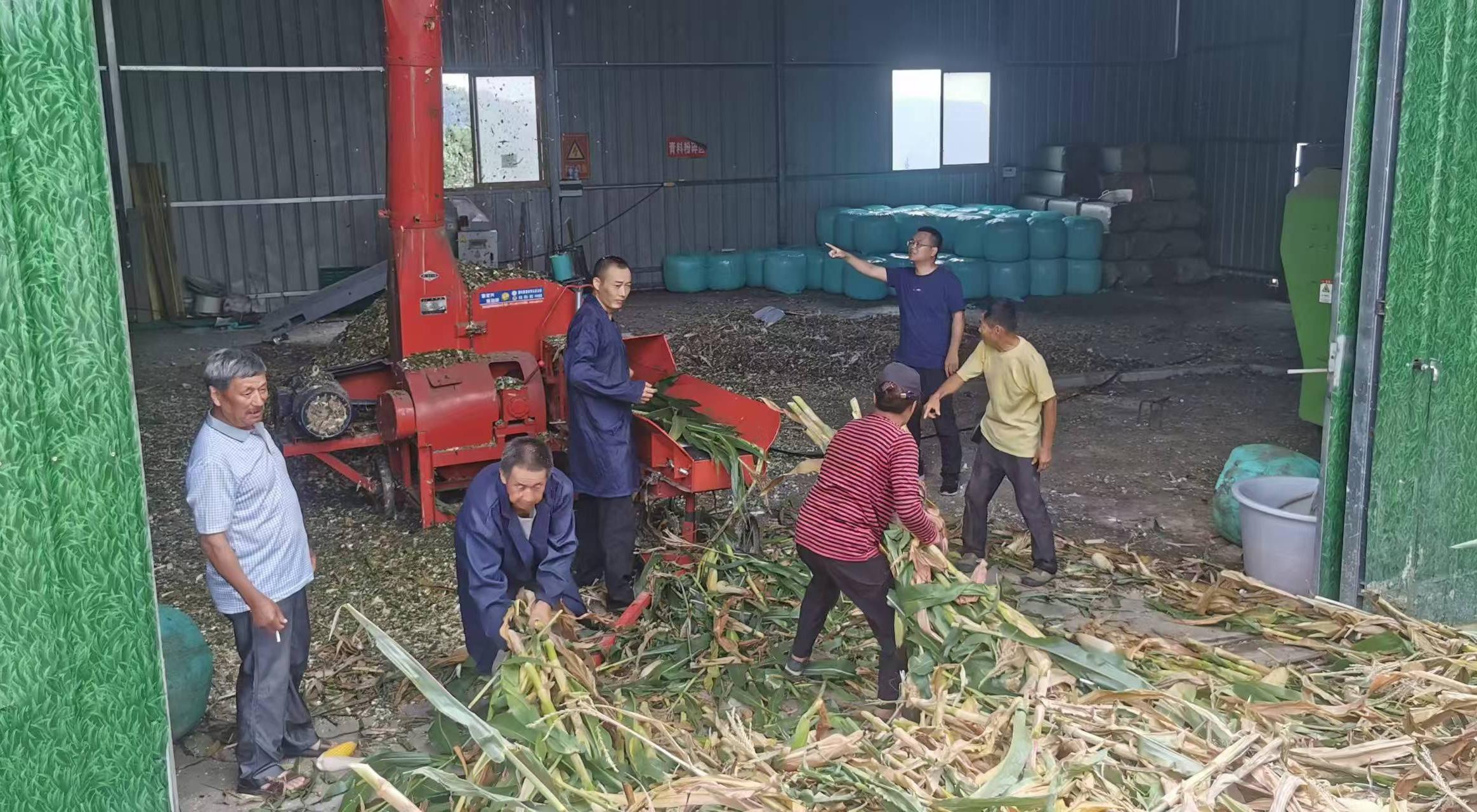 李杰超（右二）組織收購村民玉米、開展飼草加工